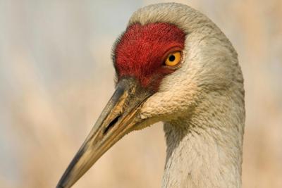 Sandhill cranes can be spotted in many states, but in the 1930s their populations had crashed to a few dozen breeding pairs in the eastern U.S.