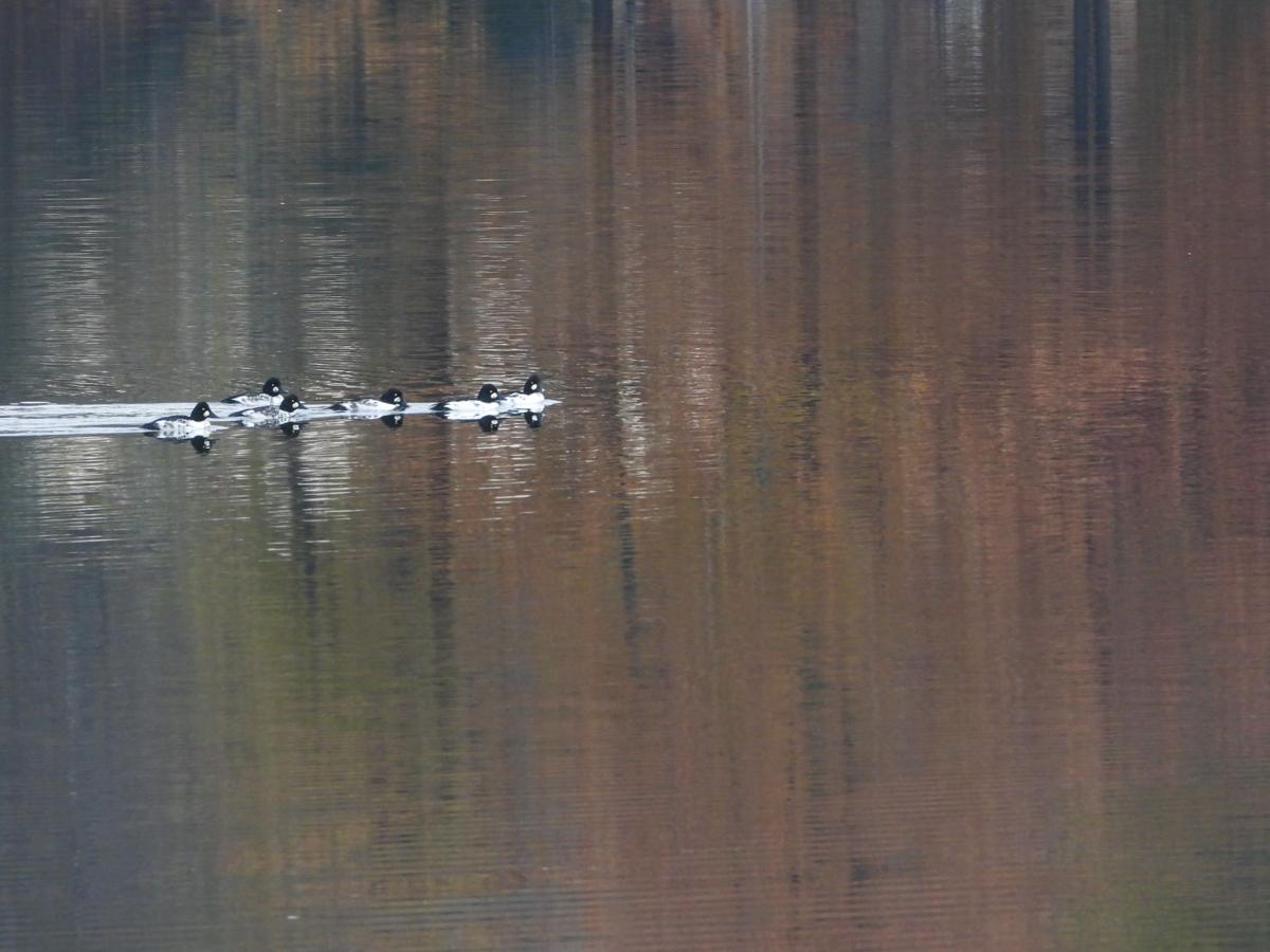 Reader Pics: Nov. 3