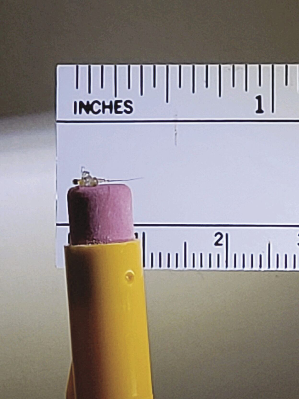 Centimeter in length