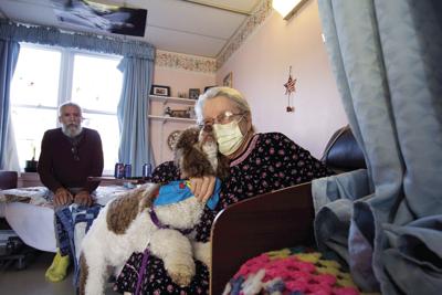 Lottie the therapy dog