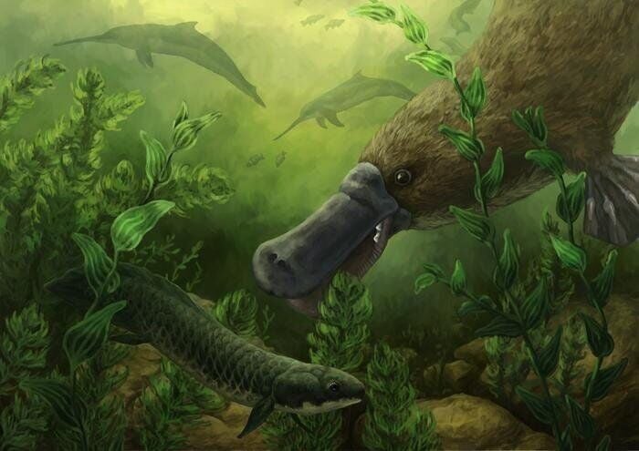 Platypuses swam with dolphins 25 million years ago, reveals “exciting” fossil find