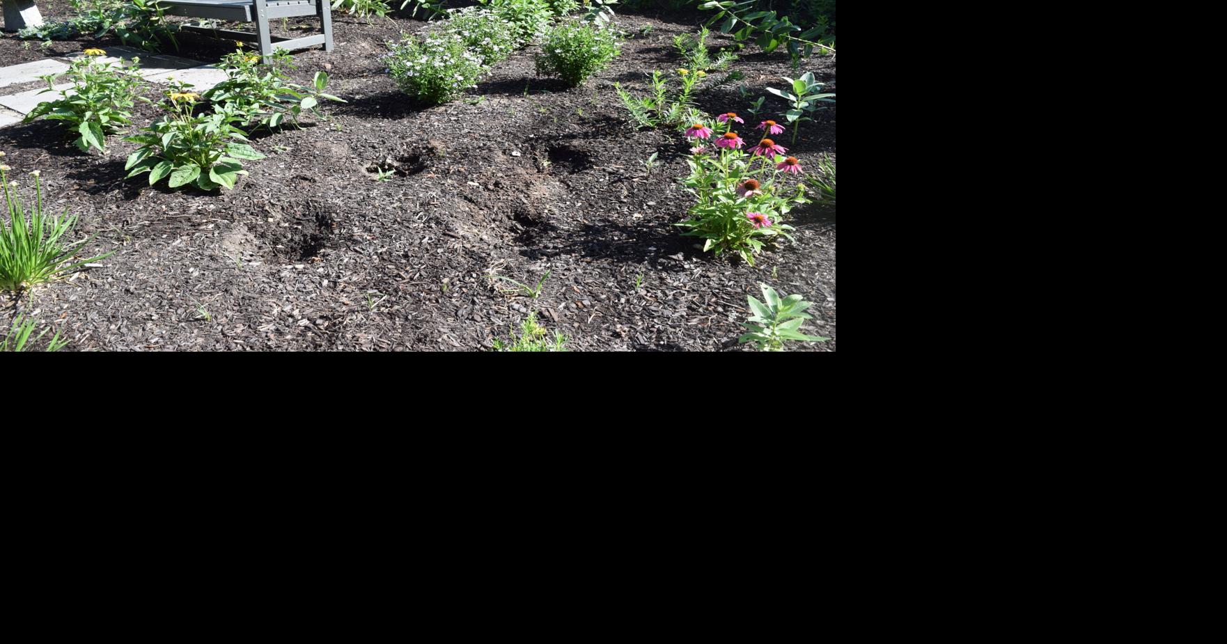 Vandals steal plants from Meredith butterfly garden, twice