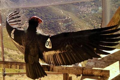 AC-4 was among the last wild California condors, captured in the 1980s to create a captive breeding program. A condor's wingspan can exceed 9.5 feet (2.9 meters).