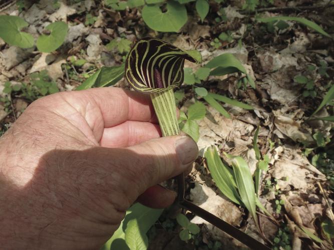 Jack in the pulpit