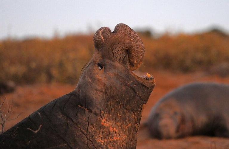 Elephant seals “recognise rivals from years ago”