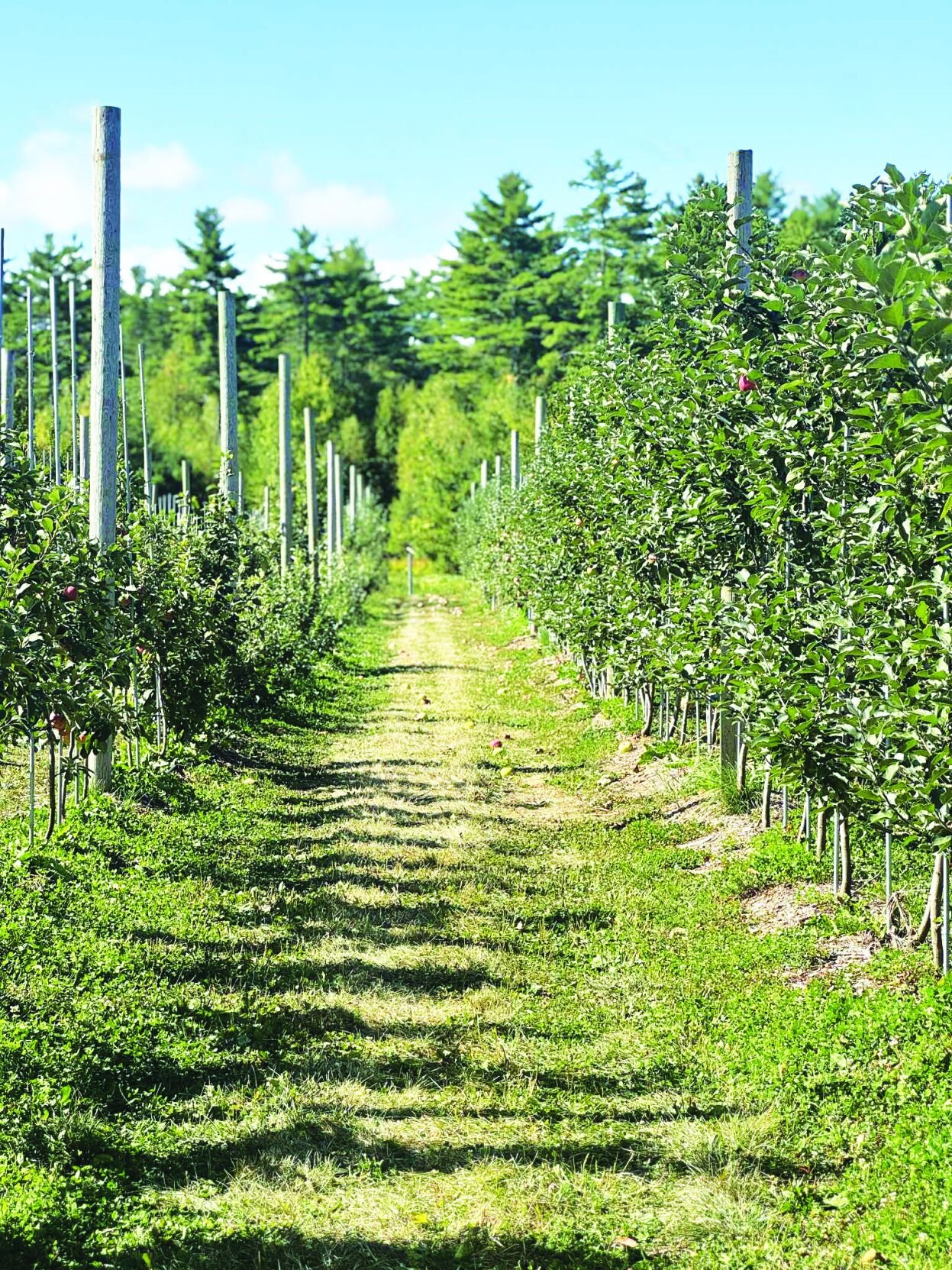 Orchard