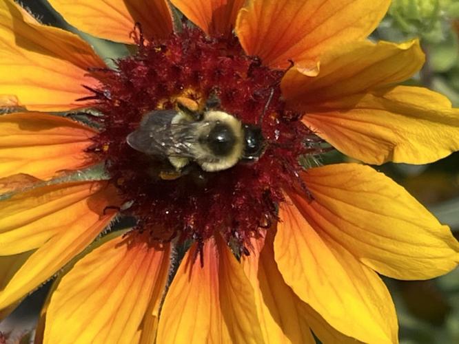 Reader Pics: Aug. 3