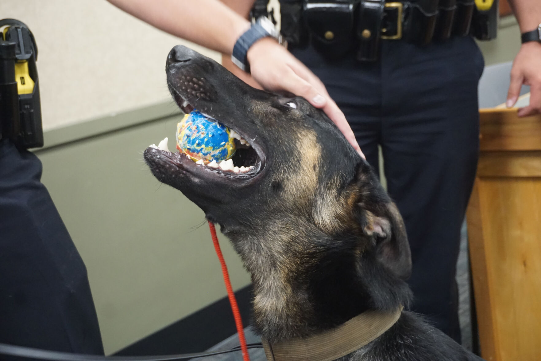 Gilford's newest police recruit: Meet K9 Hootie and his partner | Local  News | laconiadailysun.com, image size:1763x1175