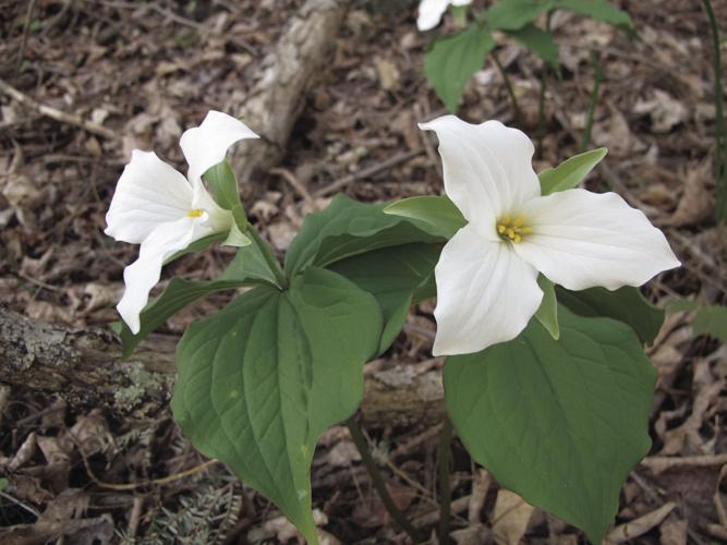 White trillium