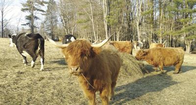 01-31 OUTDOOR Counting2020.jpg