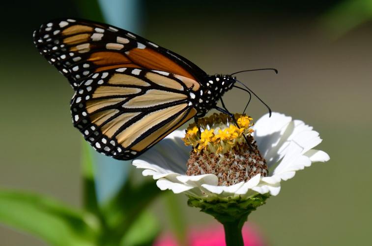 Reader Pics: Sept. 14