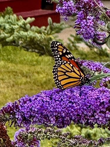 Reader Pics: Sept. 11