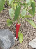 Planting the vegetable garden