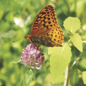 Great Spangled Fritillary