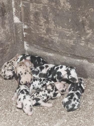 Spotted pigs