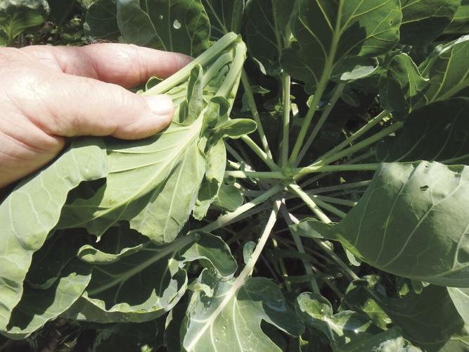 Brussels sprouts