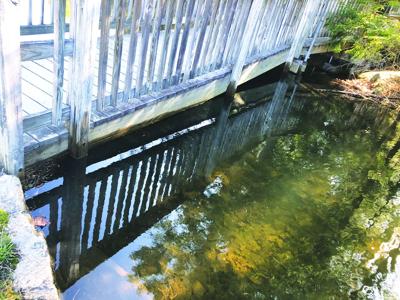 wetlands walk