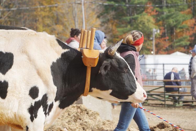 Cow