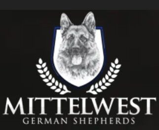 GSD Breeder Opens Reservations For German Shepherd Puppies In Wonder Lake, IL