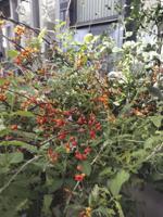 Baking a Halloween cake