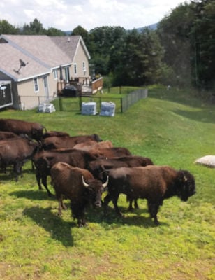 tommelfinger Gravere Decode Oh, give me a home where the buffalo roam | Local News | laconiadailysun.com