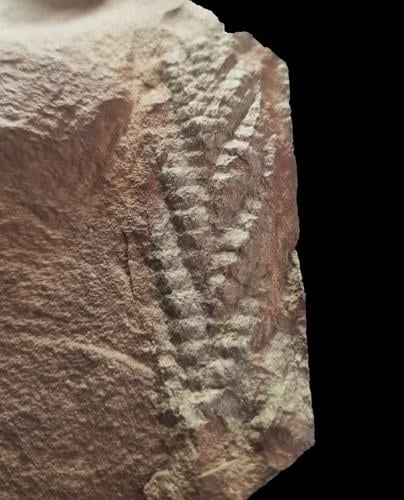One of oldest 3D animal fossils dating back 560 million years found in sheep field