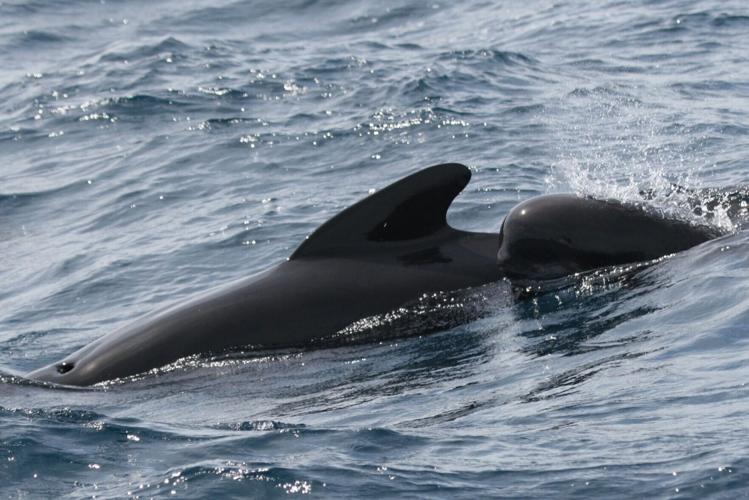 Pilot whales having to shout louder to be heard over noise pollution from shipping