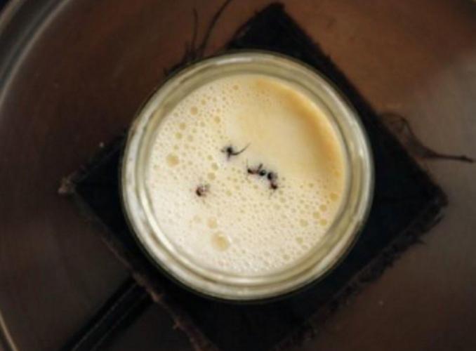 Yoghurt made with ANTS served at Michelin-starred restaurant