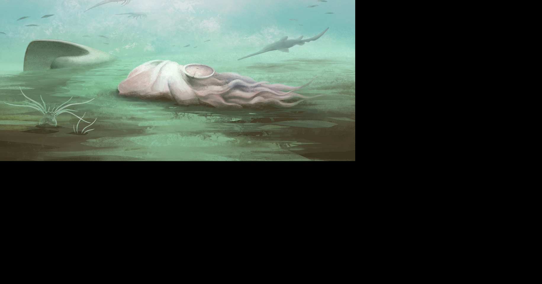 Ancient "octopus" fossil is actually a different species