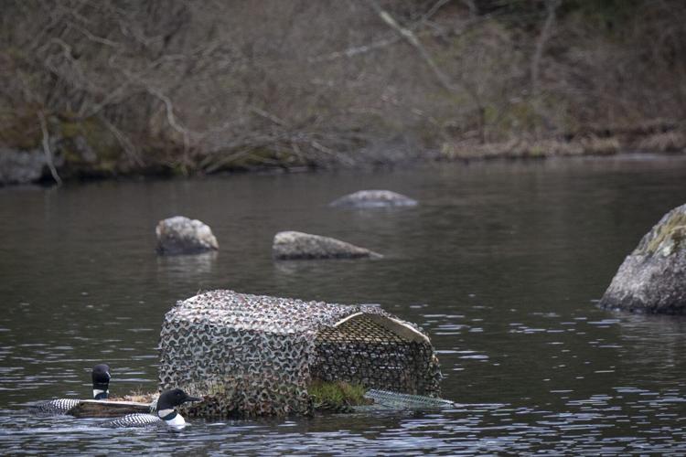 Loons at nesting raft