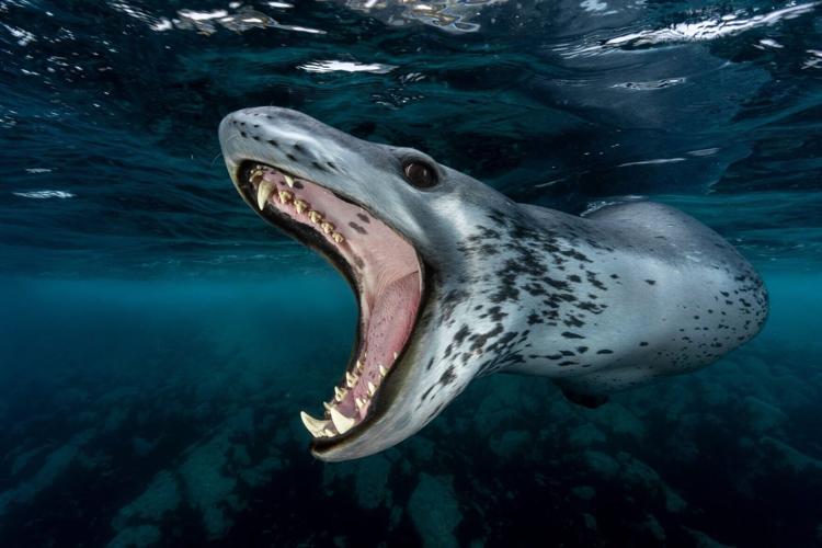 Winners of the Underwater Awards Australasia photo contest announced