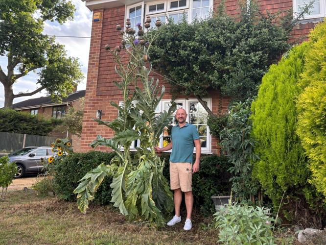 Gigantic 10.5ft tall artichoke plant submitted for Guinness World Record