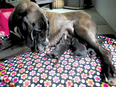 Great Dane owner wants greater control of dogs