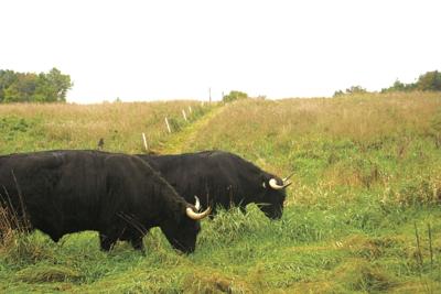 Scottish Highlanders