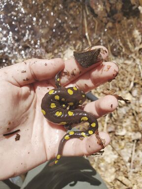 herping SLA