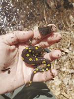 SLA to host Zoom program on Intro to Herping April 17