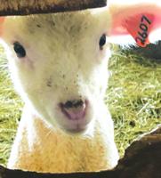 Celebrate Maple Weekend with spring lambs at Ramblin' Vewe Farm