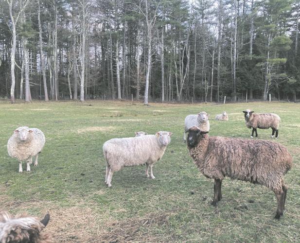 Sheep