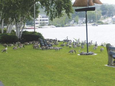 Hesky Park geese