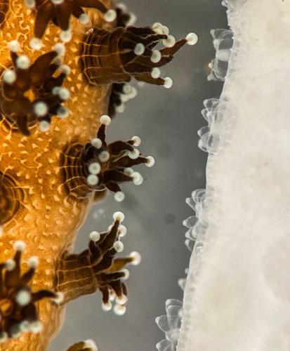 Coral bleaching reversed at record speed using new method