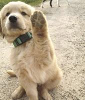 Humane Society launches 'Gimme Five' campaign