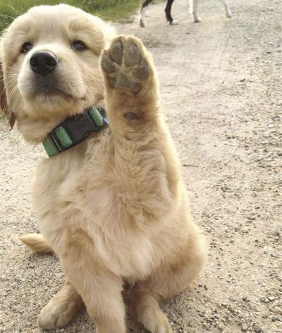 Gimme 5