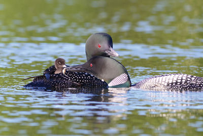 40th annual Loon Festival today in Moultonborough