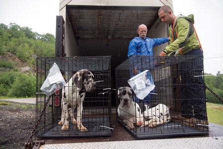 Great Danes transport