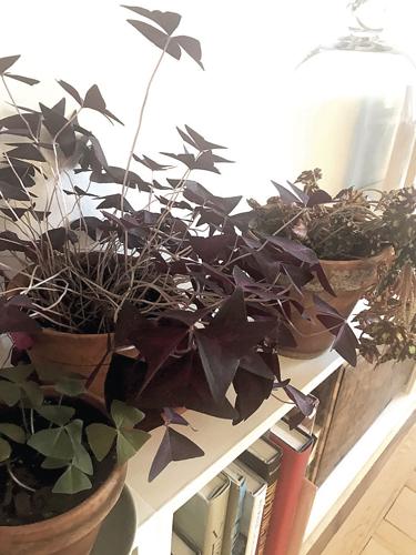 11-1 lakestyle plants