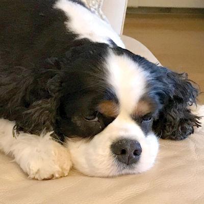 pet Murphy