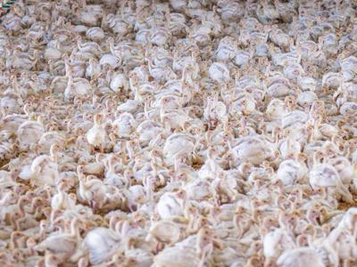 poultry_featured