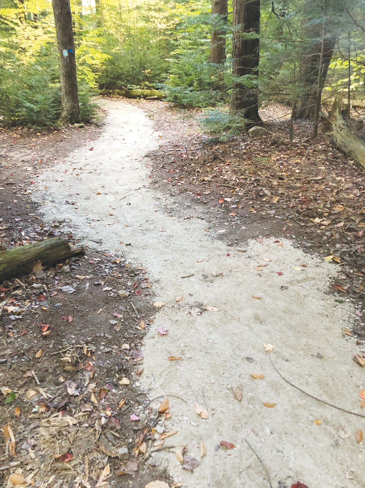 Wetlands Walk at Gunstock