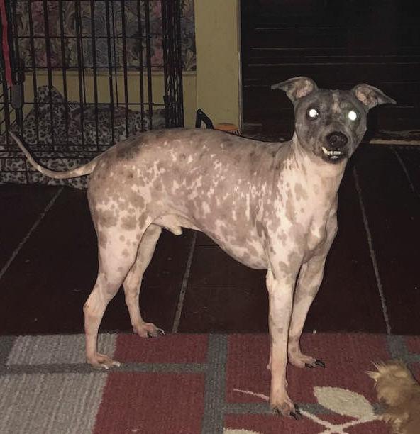 Gilford family heartbroken over missing, hairless dog