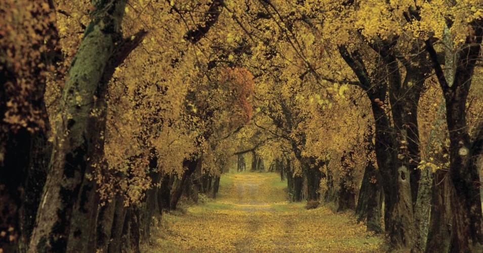 Real Estate 2024 Land